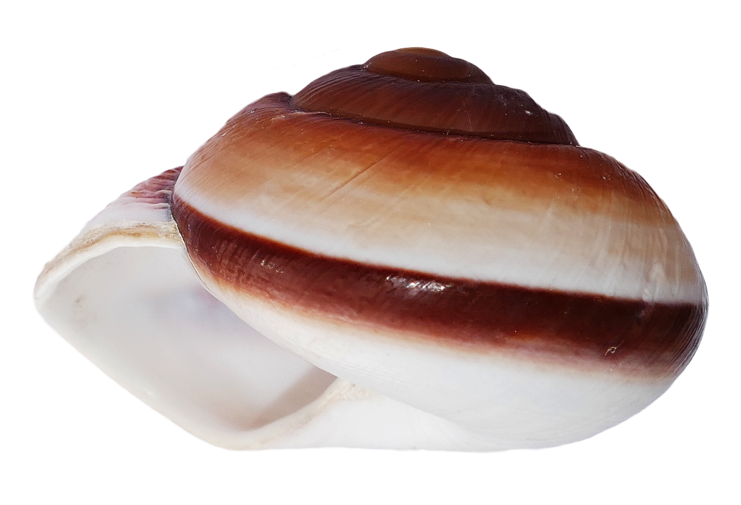Brownand White Sea Shell PNG