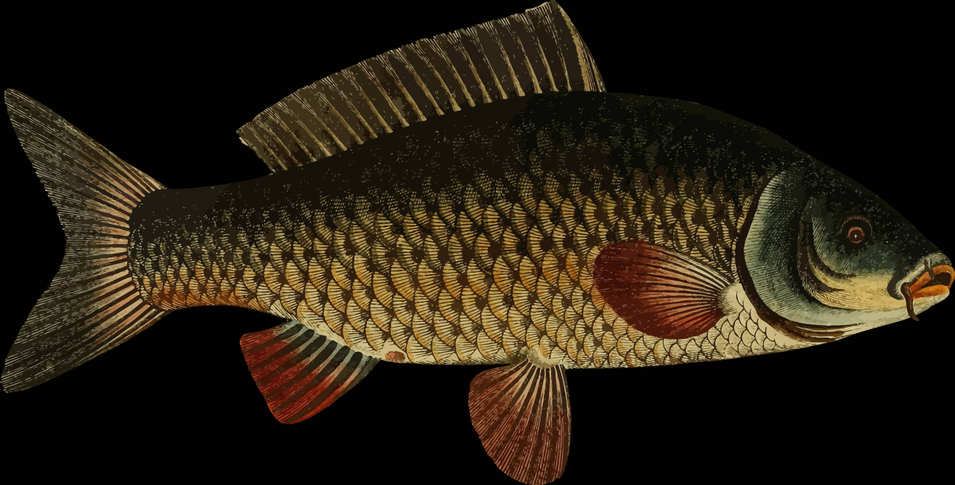 Brownish Carp Fish On White Wallpaper