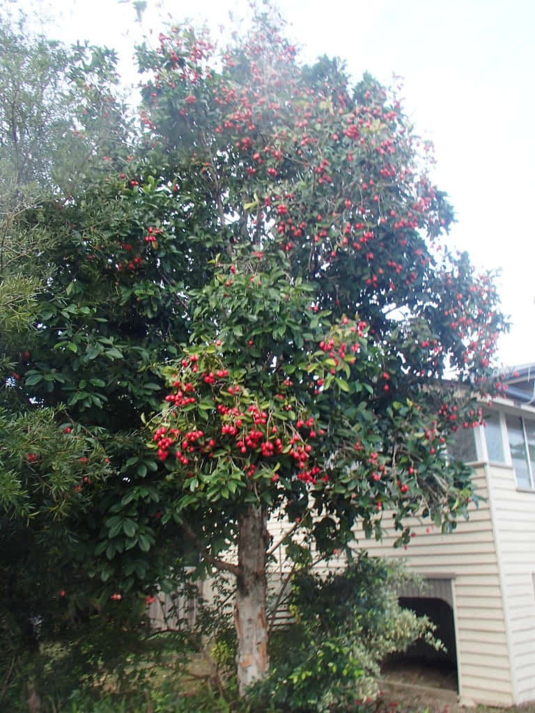 Børste Kirsebær Plant Høj Træ Wallpaper