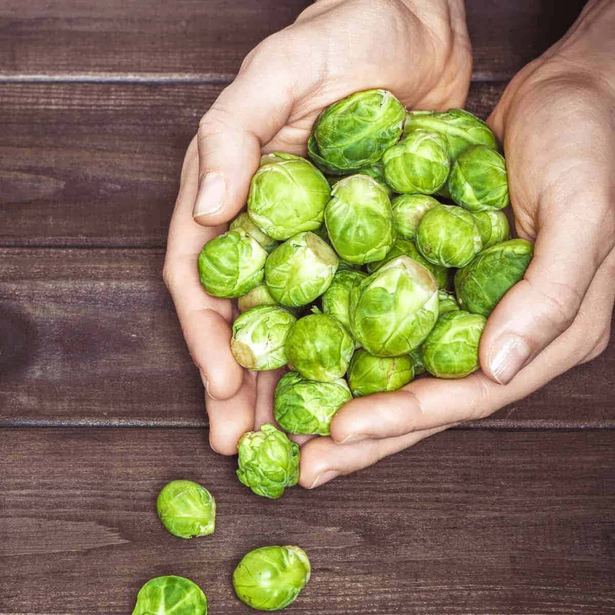 Brussel Sprouts In The Hands Of A Person