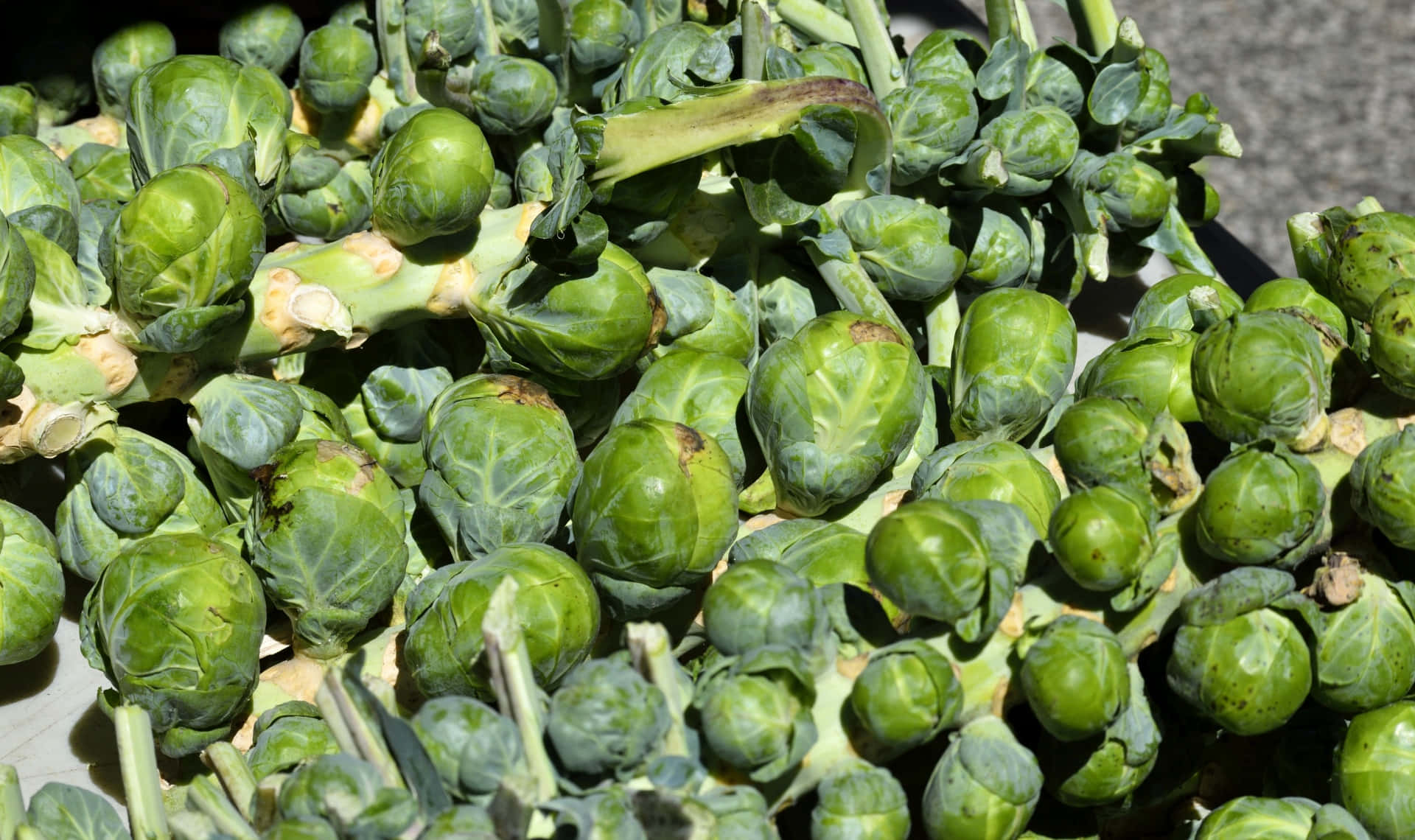 Delicious, crunchy, and packed full of nutrition - it's no wonder why Brussel Sprouts are so popular!