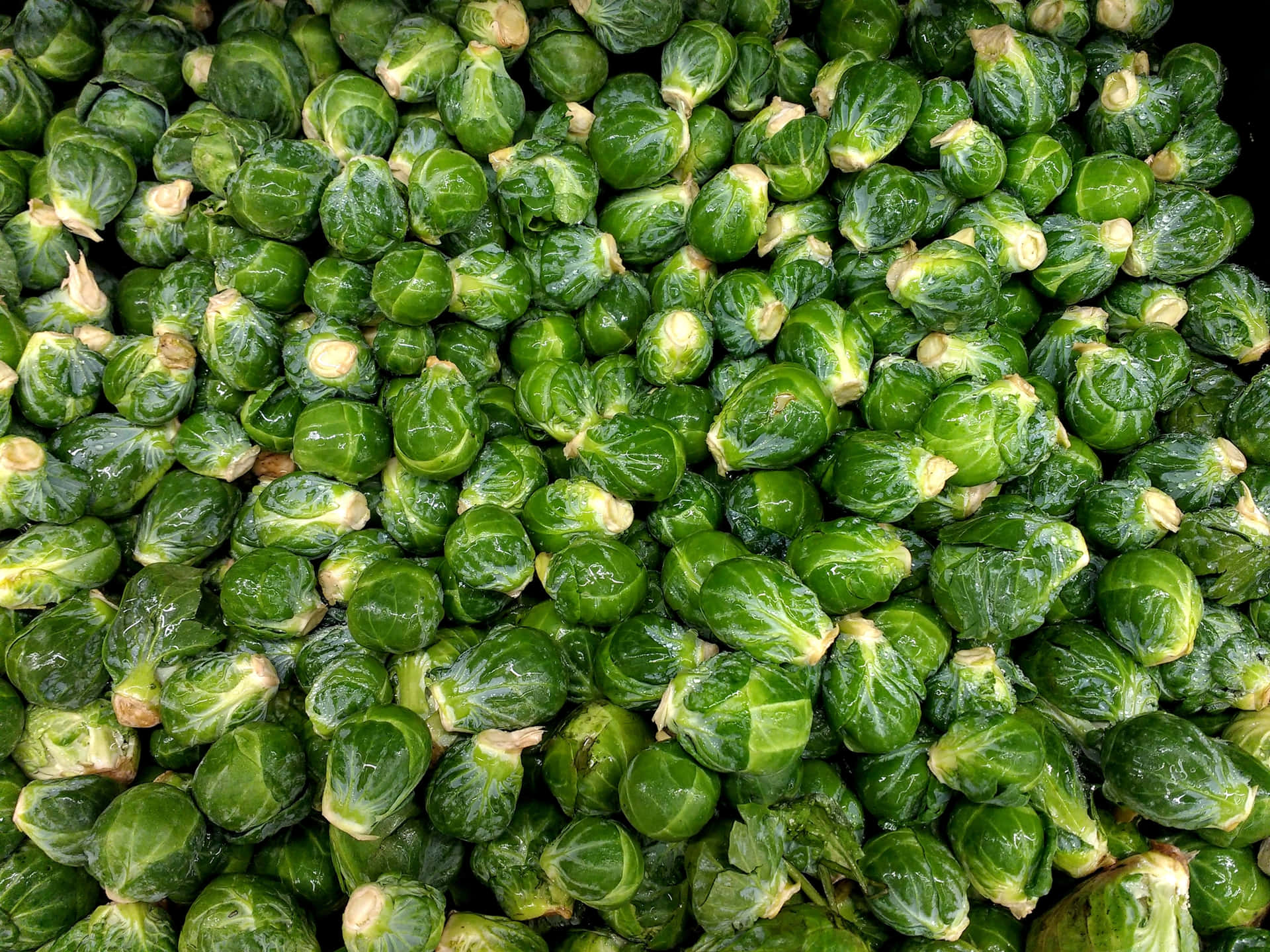 Fresh Brussels Sprouts Ready for a Delicious Meal