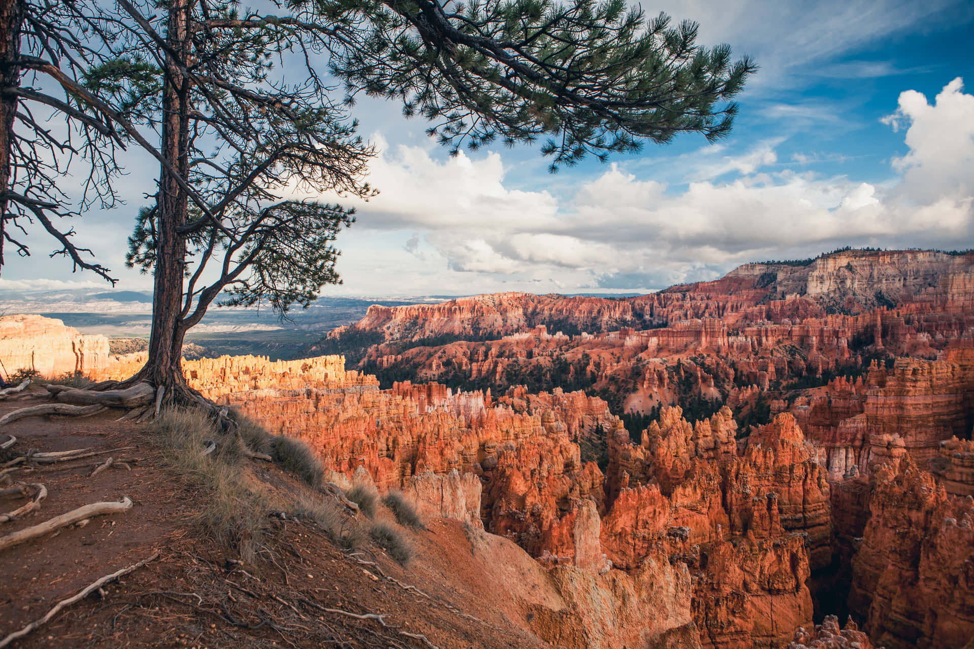 Bryce Canyon Nationalpark Hoodoos Overlooket Af Et Træ Wallpaper