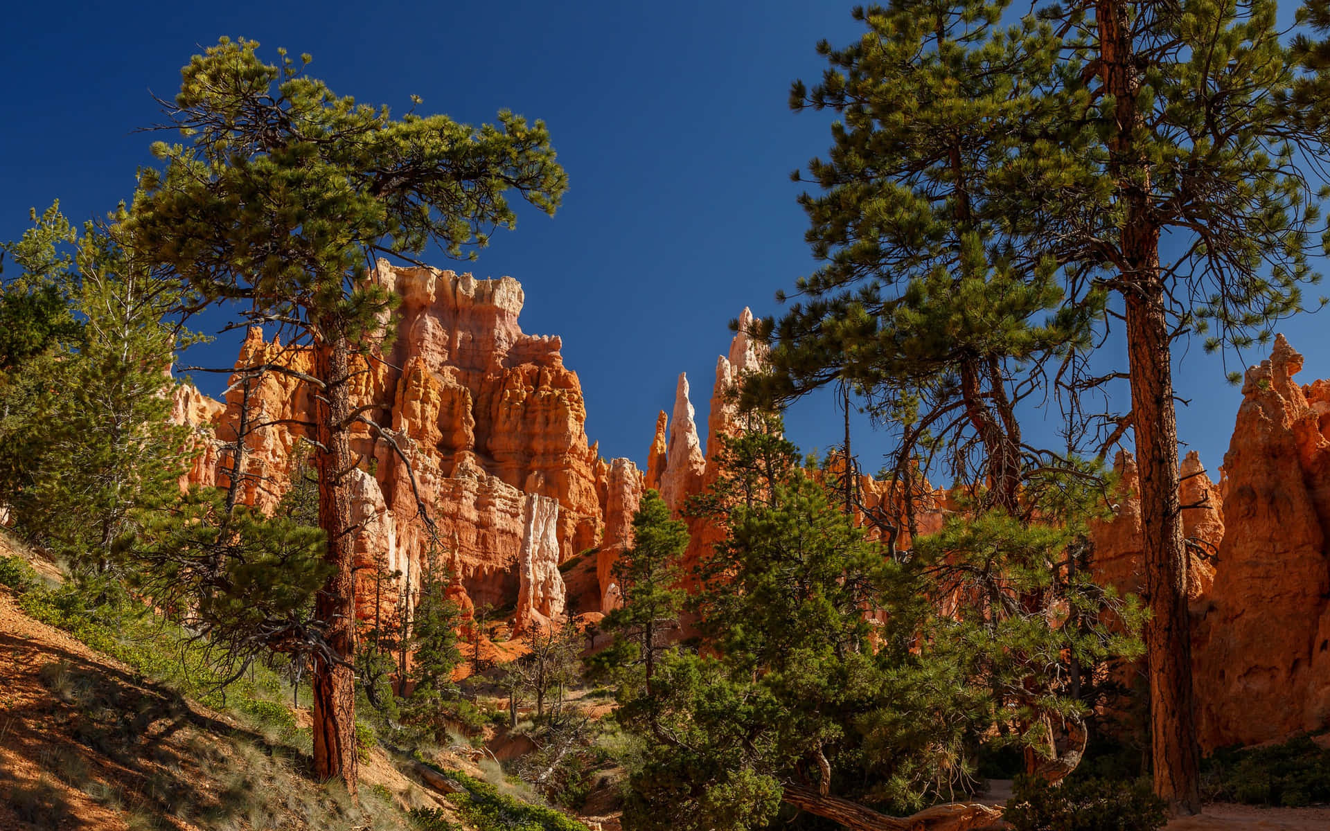 Bryce Canyon National Park Pine Trees Wallpaper