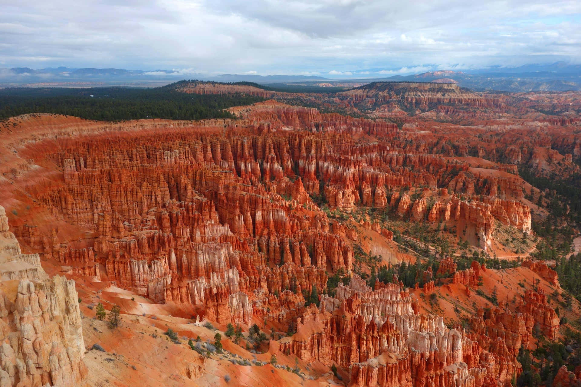 Bryce Canyon National Park Strip Of Trees Wallpaper