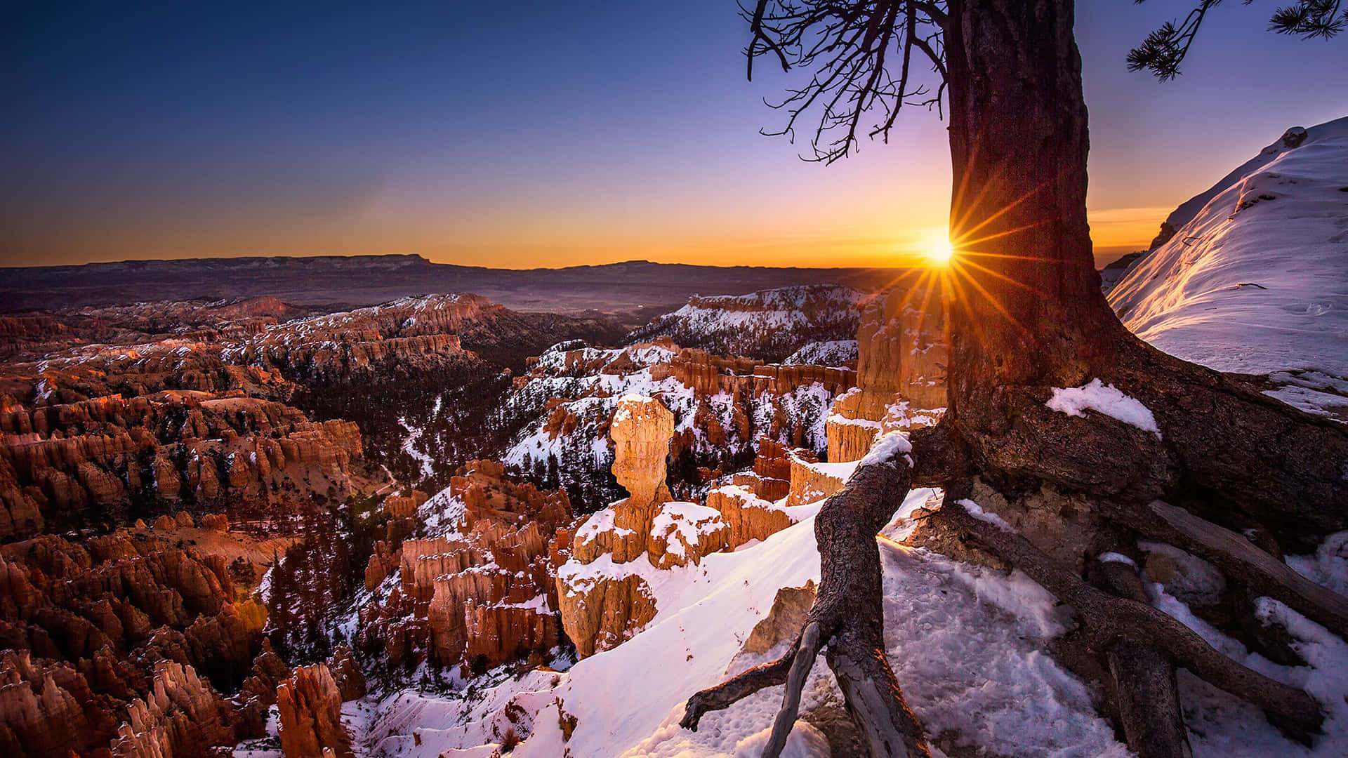 Bryce Canyon National Park Sunset Through A Tree Wallpaper