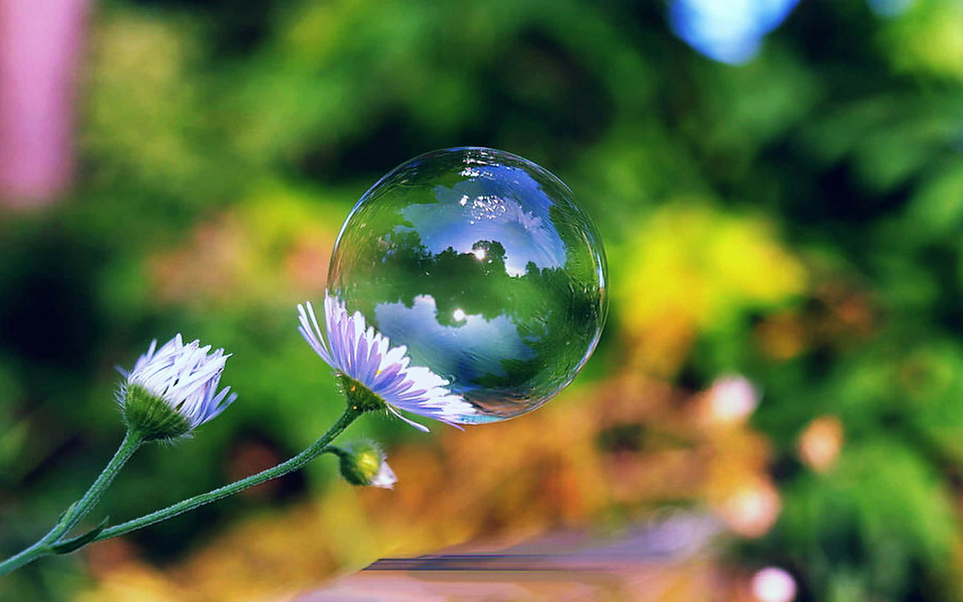 Bubble On A Flower Background