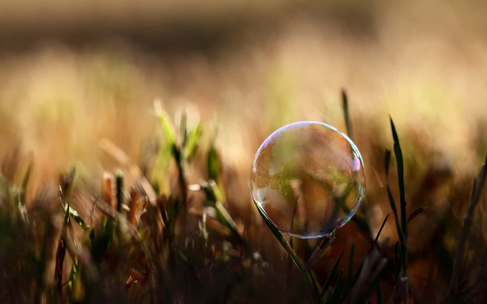 Bubbligtbakgrund På Gräset.