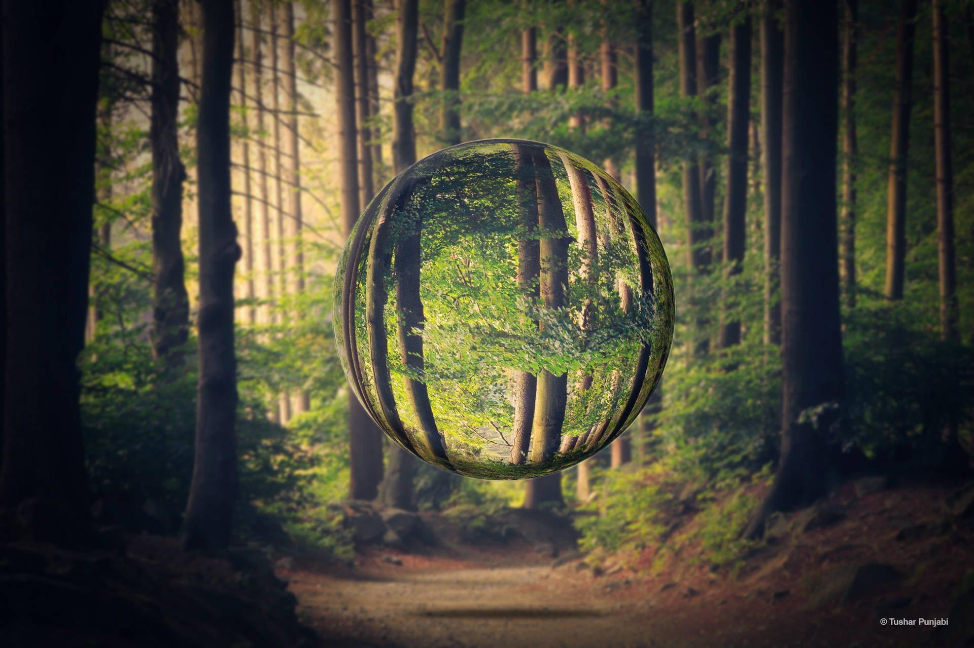 Bubble In Forest Photoshop Hd Wallpaper