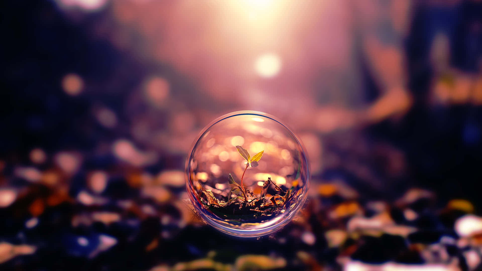 Landscape Bubbles With Plant Inside Background