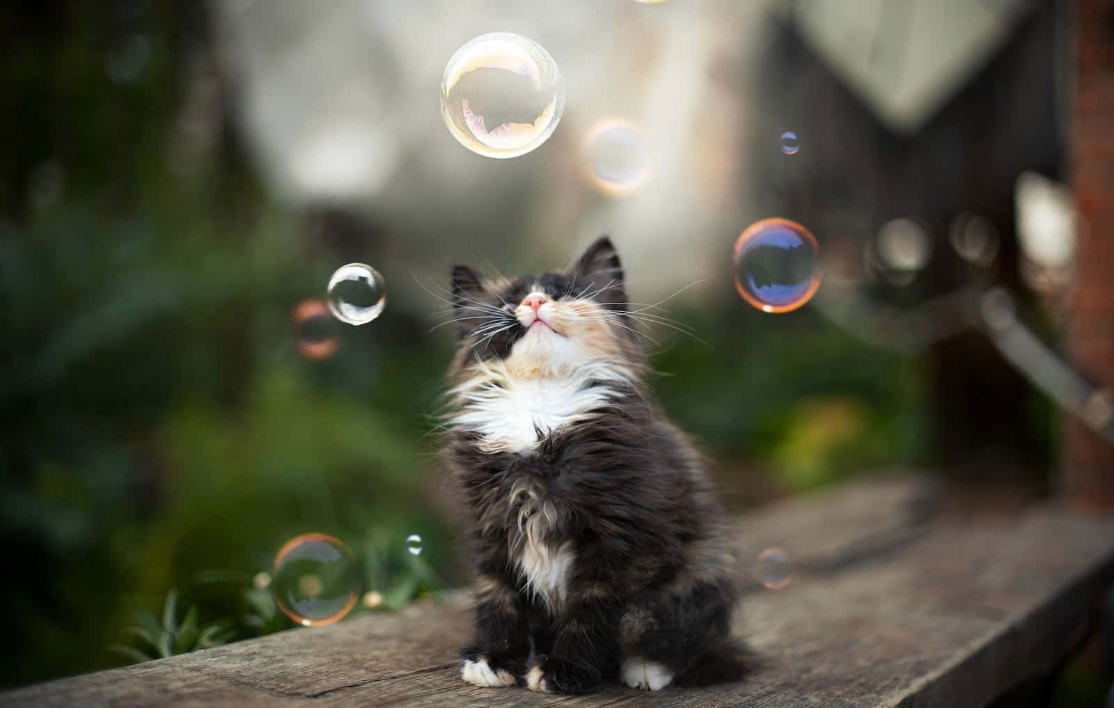 Capture the Joy - Just imagine yourself playing in a field of beautiful bubbles