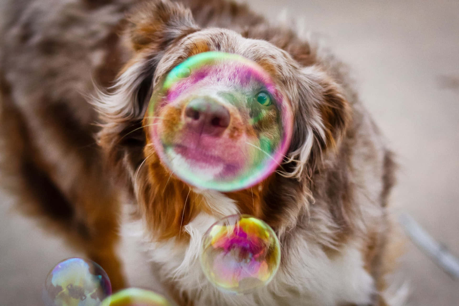 A Dog Blowing Bubbles In The Air