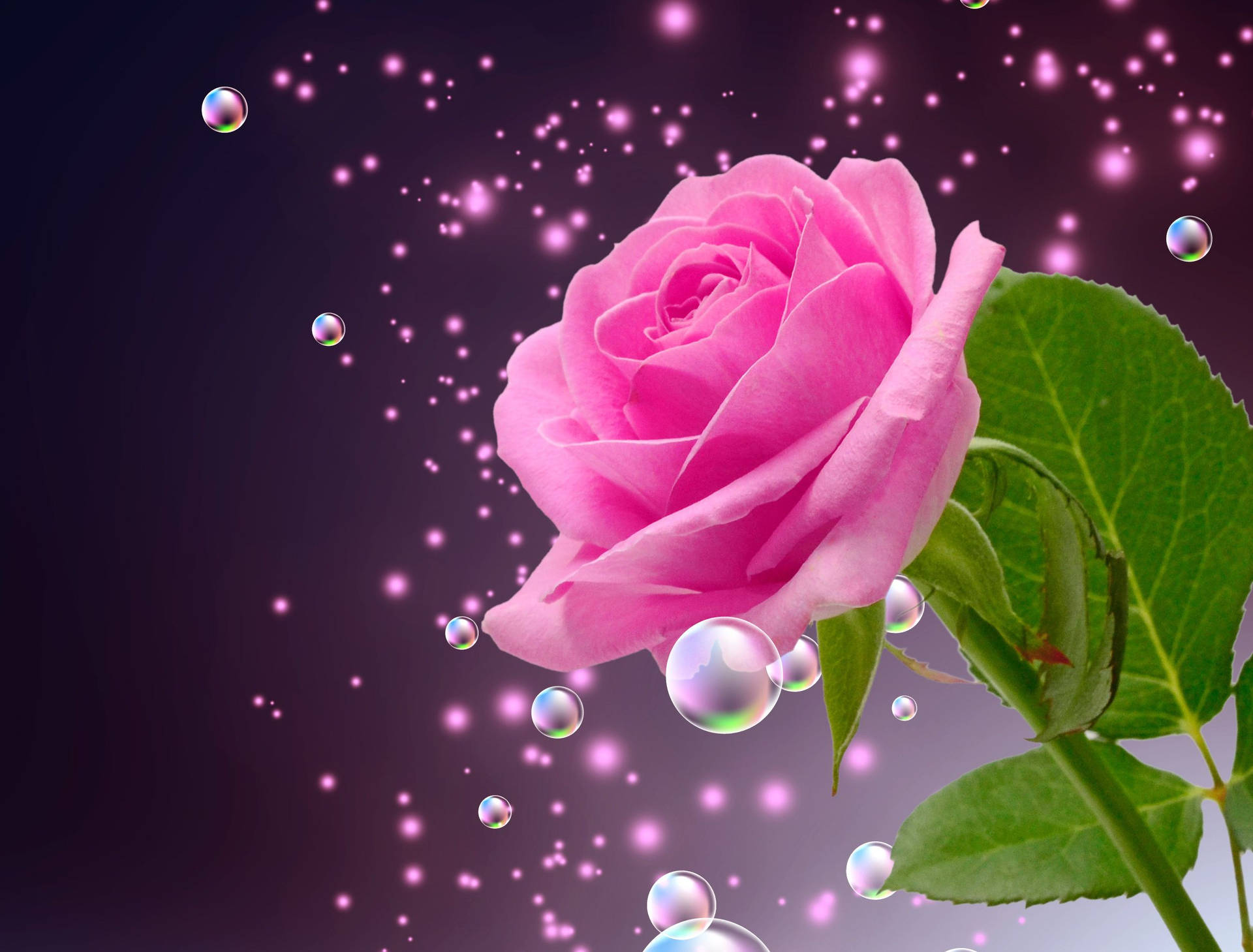 Bubbly Pink Farve Rose Wallpaper