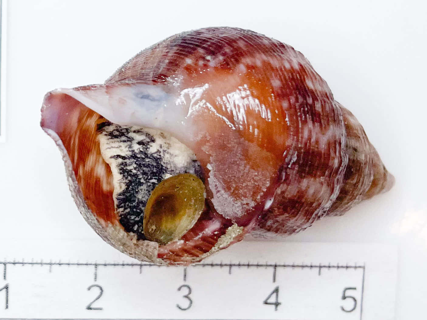 Buccinidae Sea Snail Measurement Wallpaper