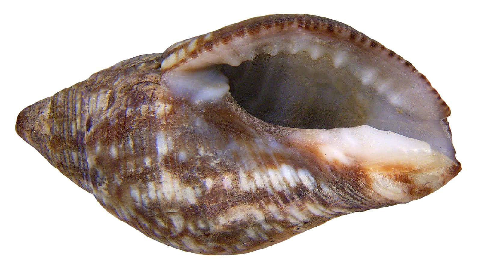 Buccinidae Whelk Shell Side View Wallpaper