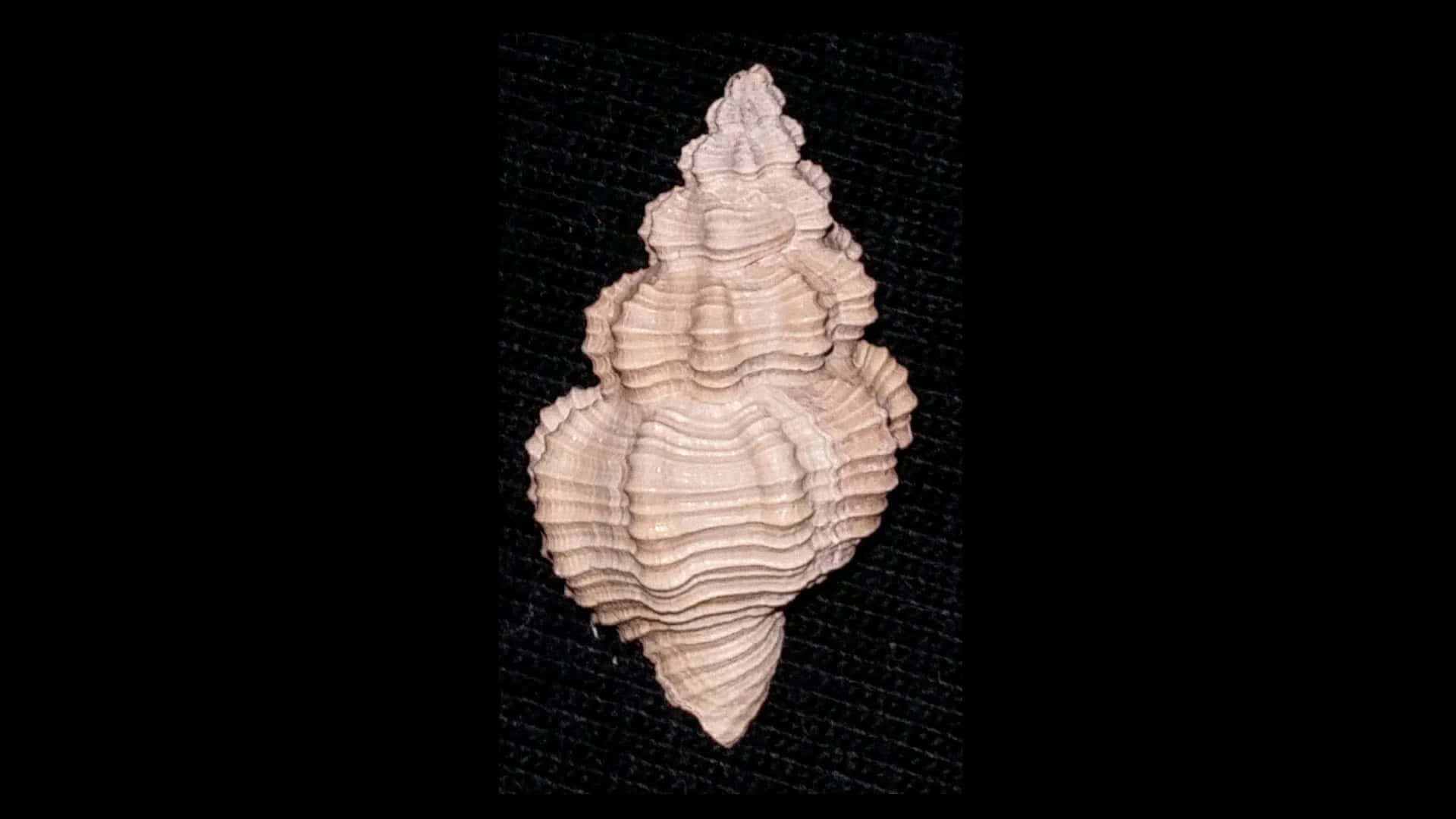 Buccinidae Whelk Shellon Black Wallpaper