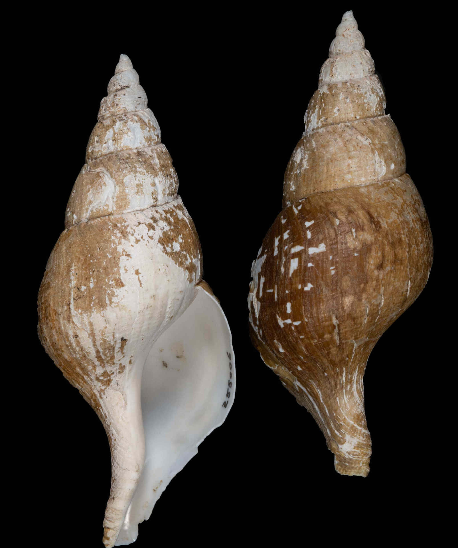 Buccinidae Whelk Shells Two Views Wallpaper