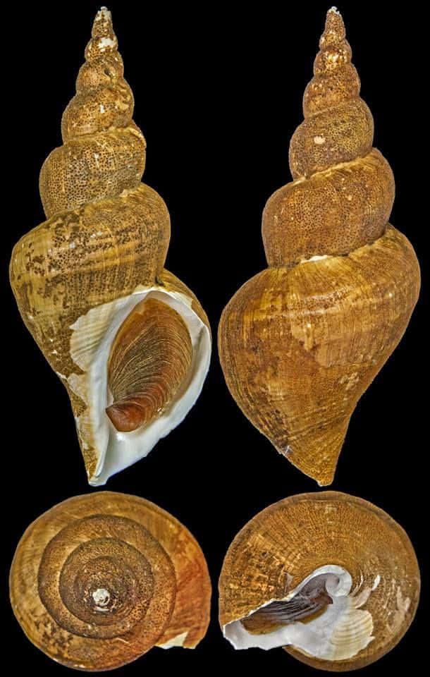 Buccinidae Whelk Shells Variety Wallpaper