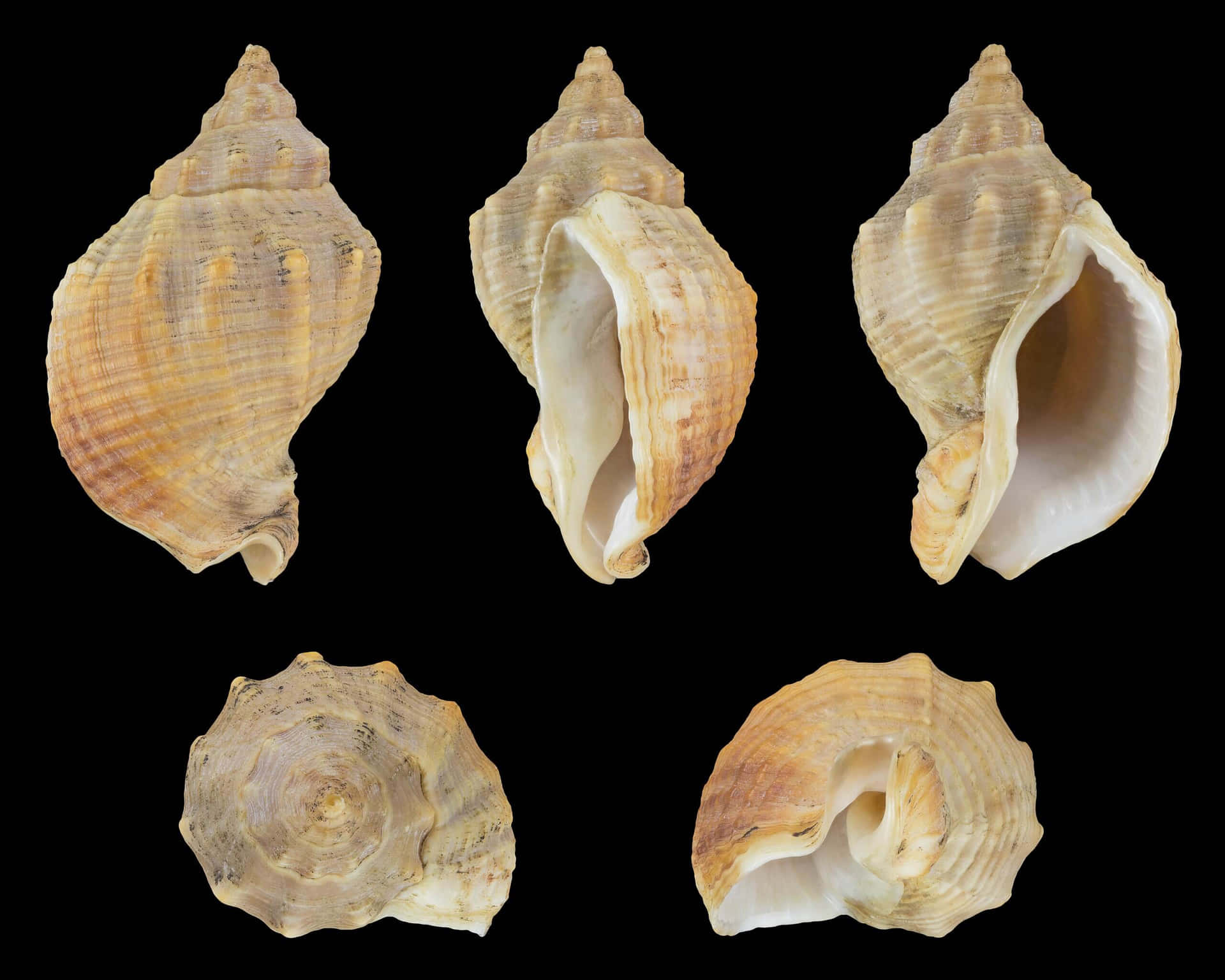 Buccinidae Whelk Shells Variety Wallpaper
