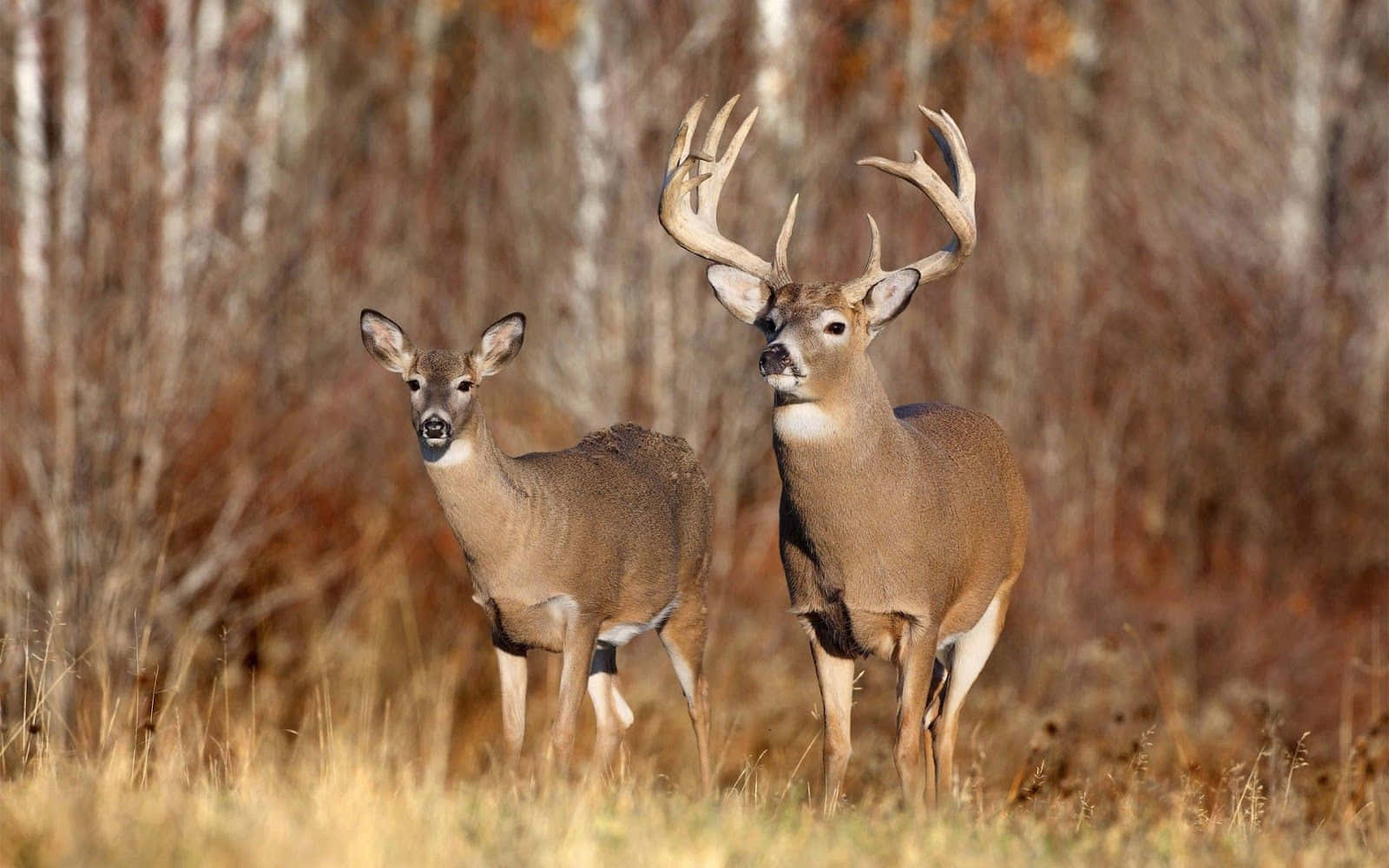 Captivating Buck: Majesty in the Woods