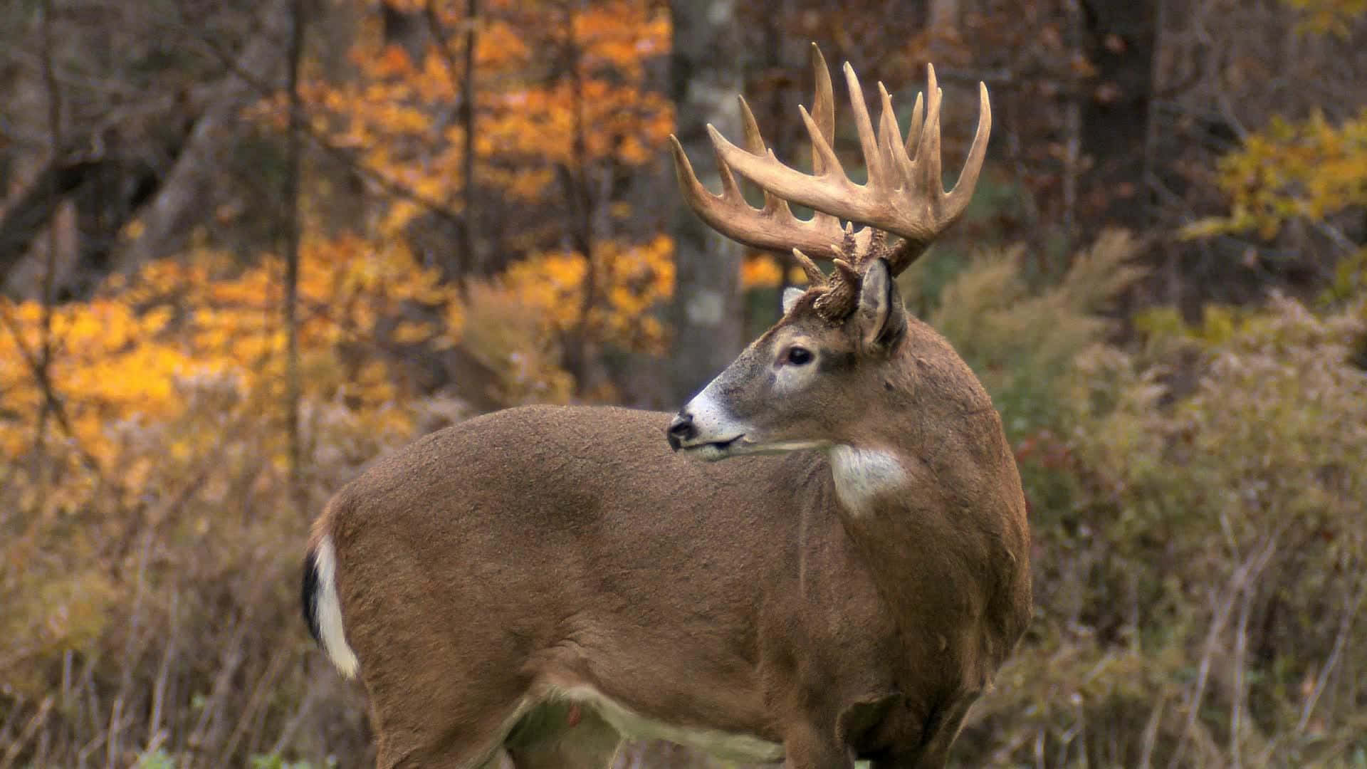 Buck proudly sporting his antlers