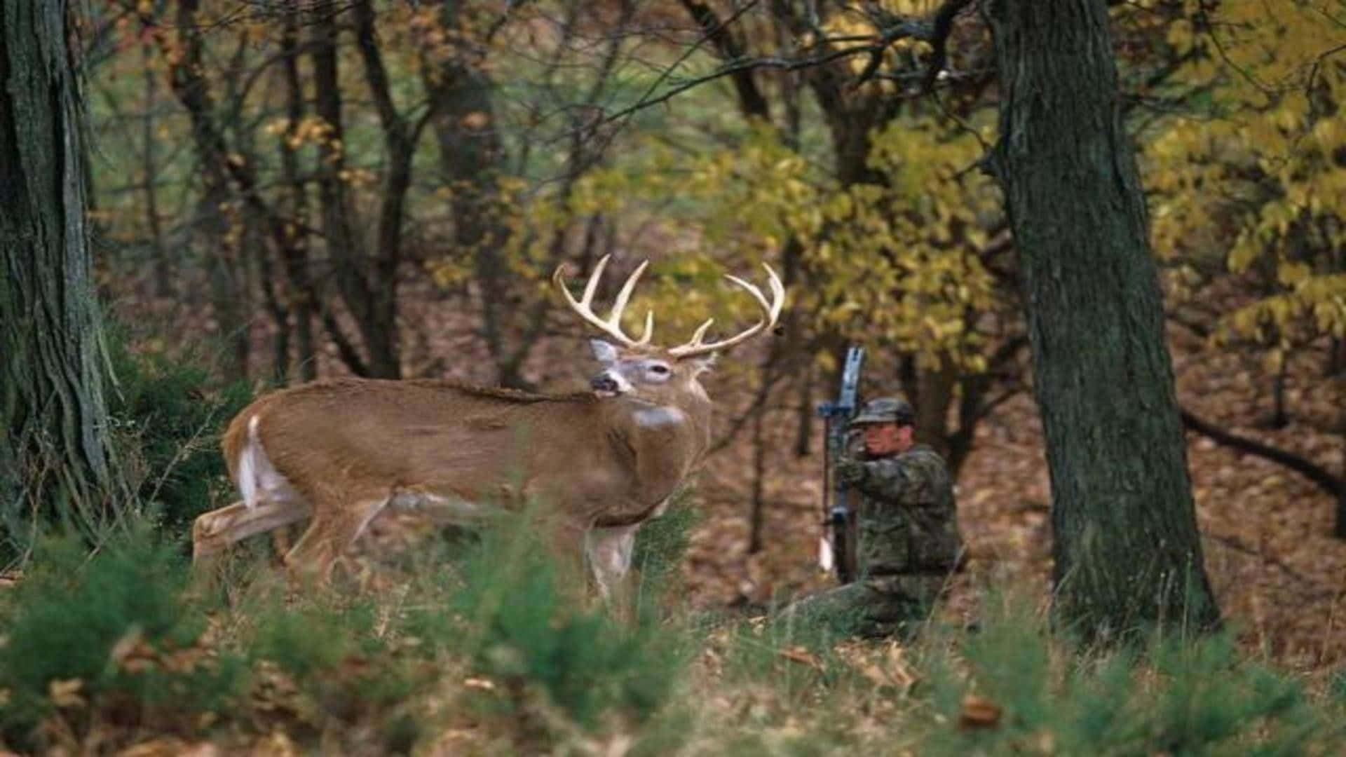 A Buck Taking a Rest in a Field