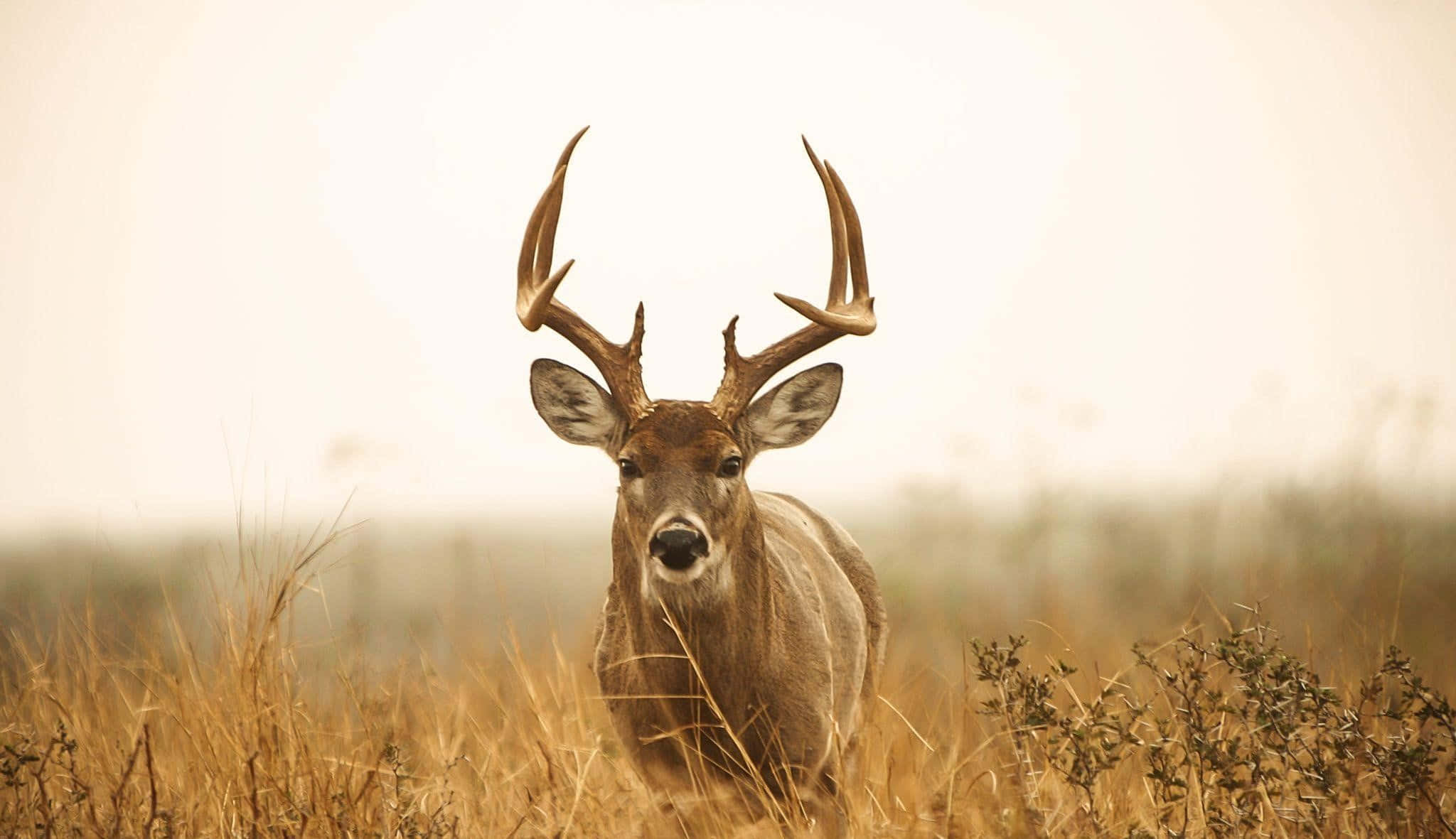 View of a Buck majestic antlers in nature