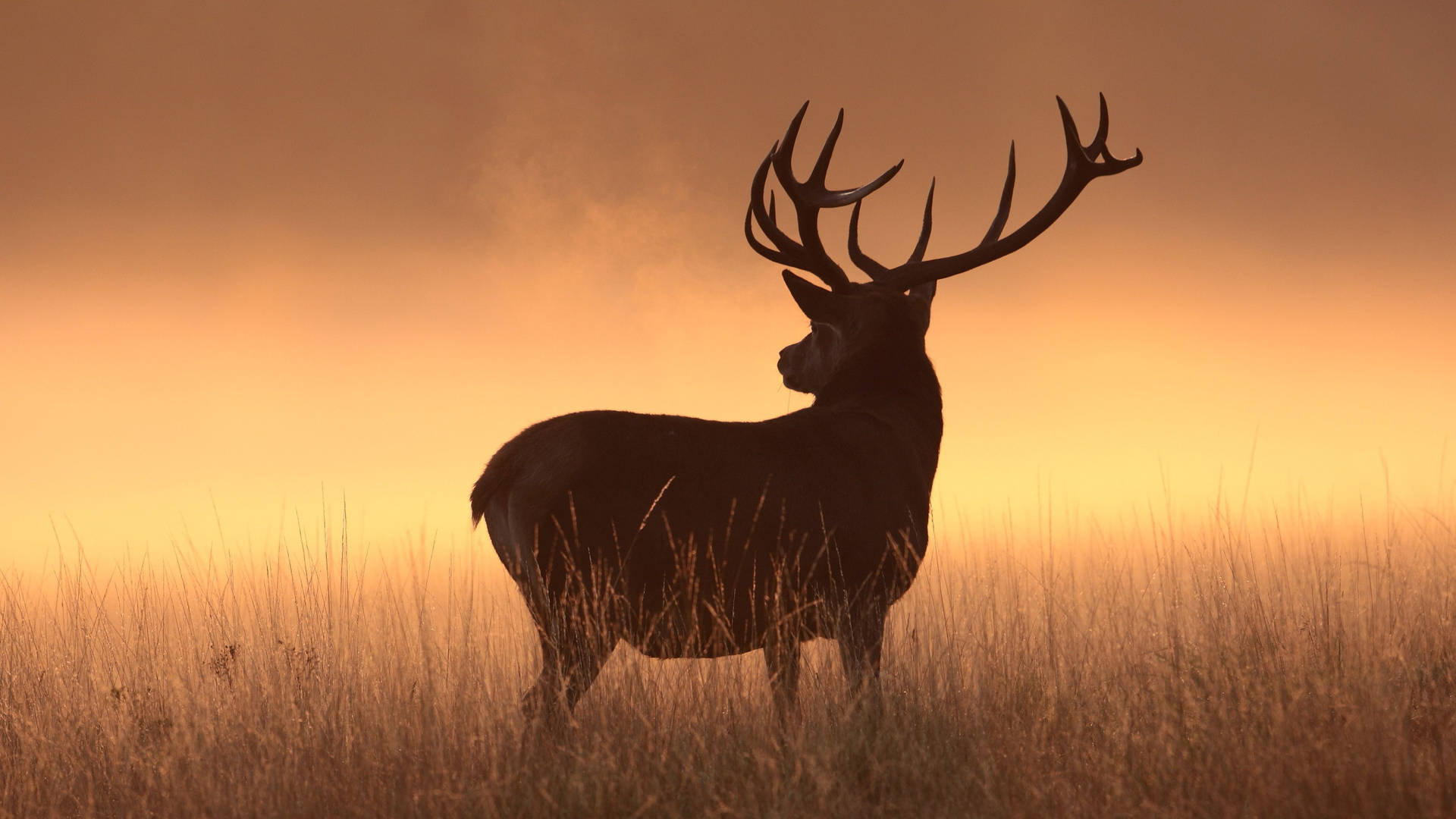 A Stunning Silhouette of a Majestic Deer at Sunset Wallpaper