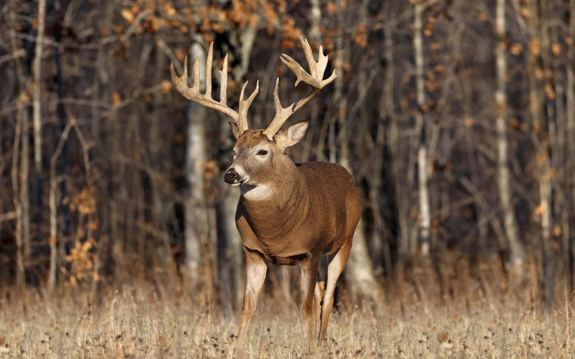 An up-close view of a buck in its natural habitat. Wallpaper