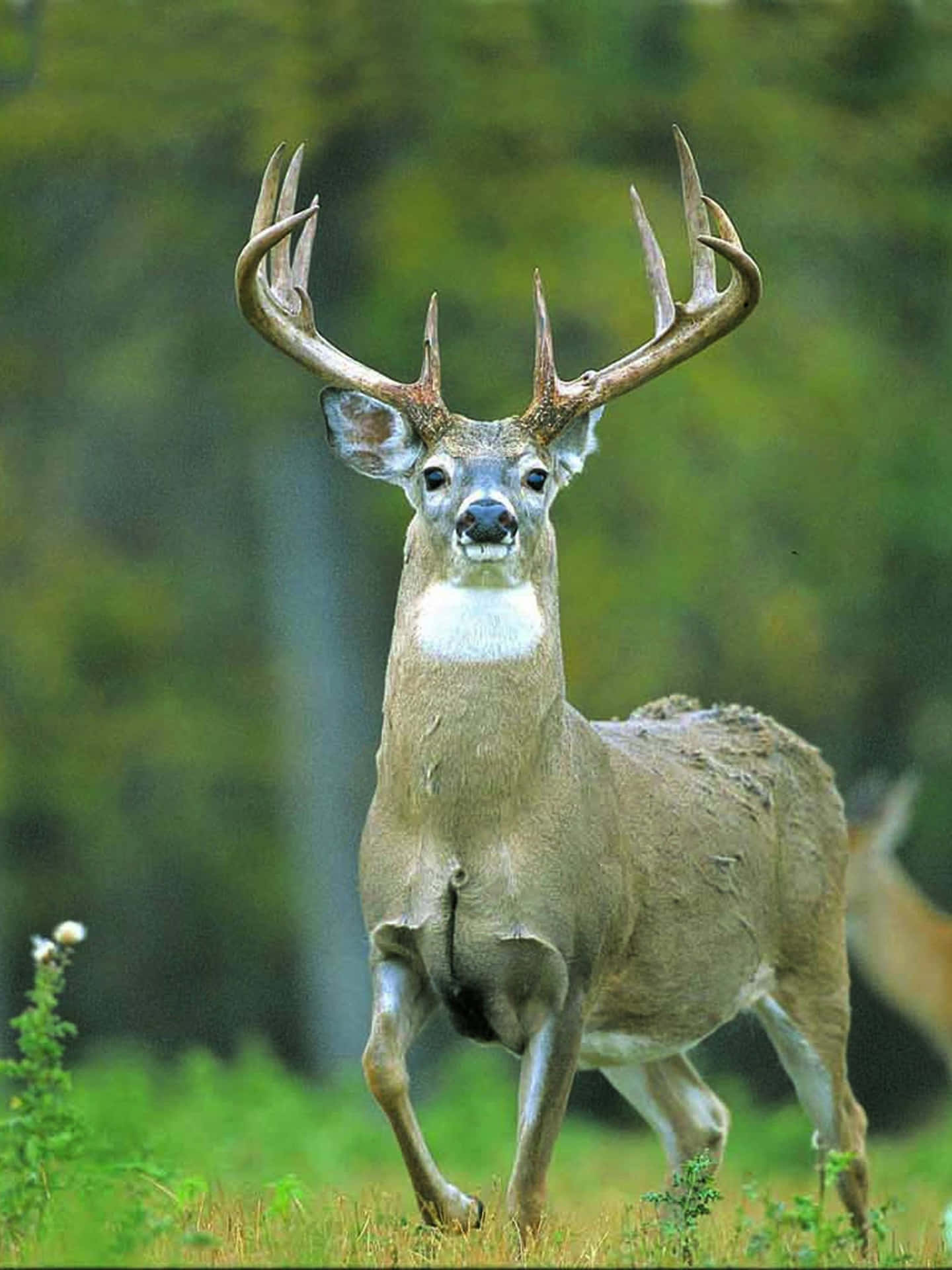 Buck stands tall with the beauty of nature. Wallpaper