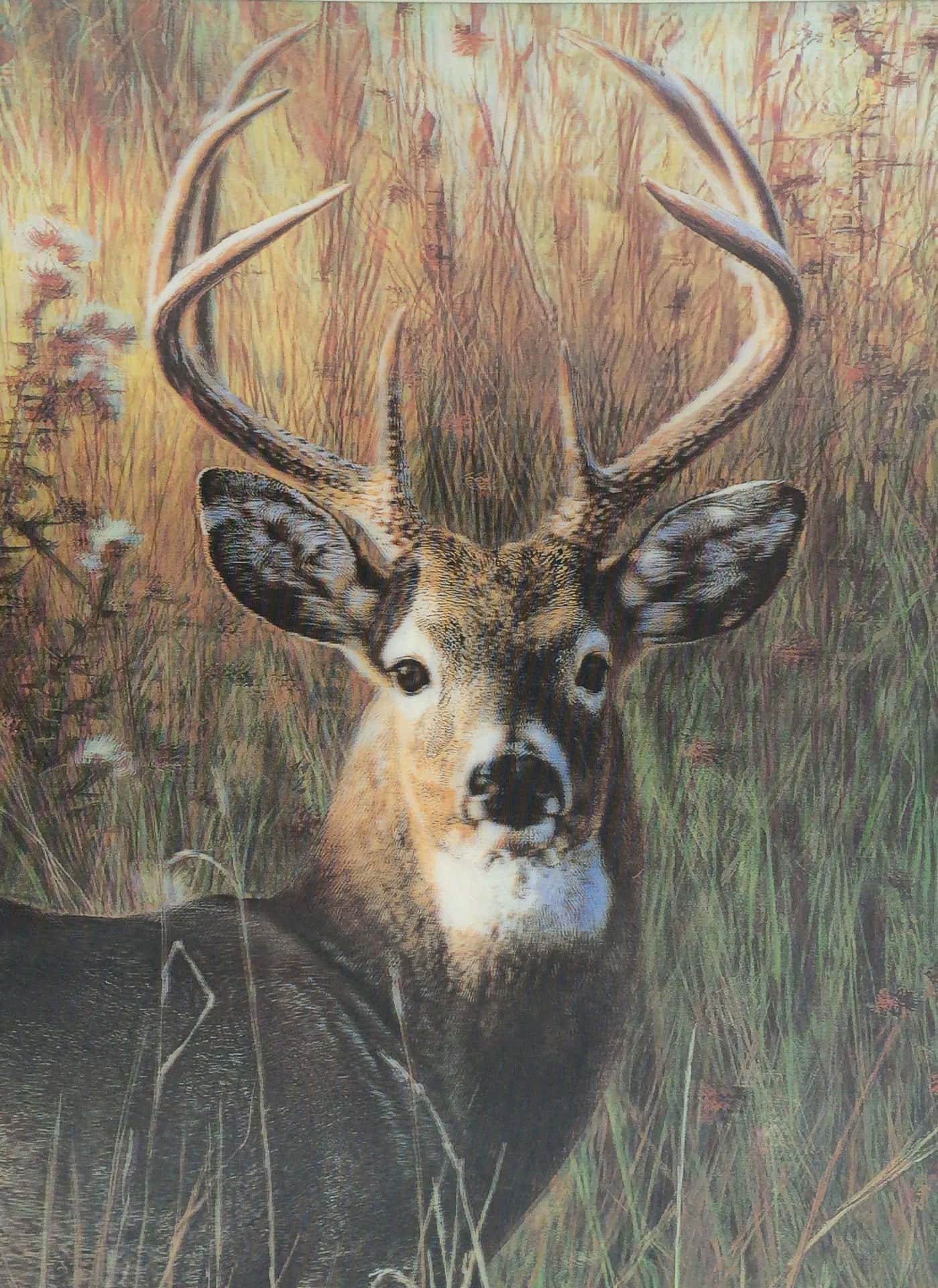 Wild Buck in Nature Wallpaper