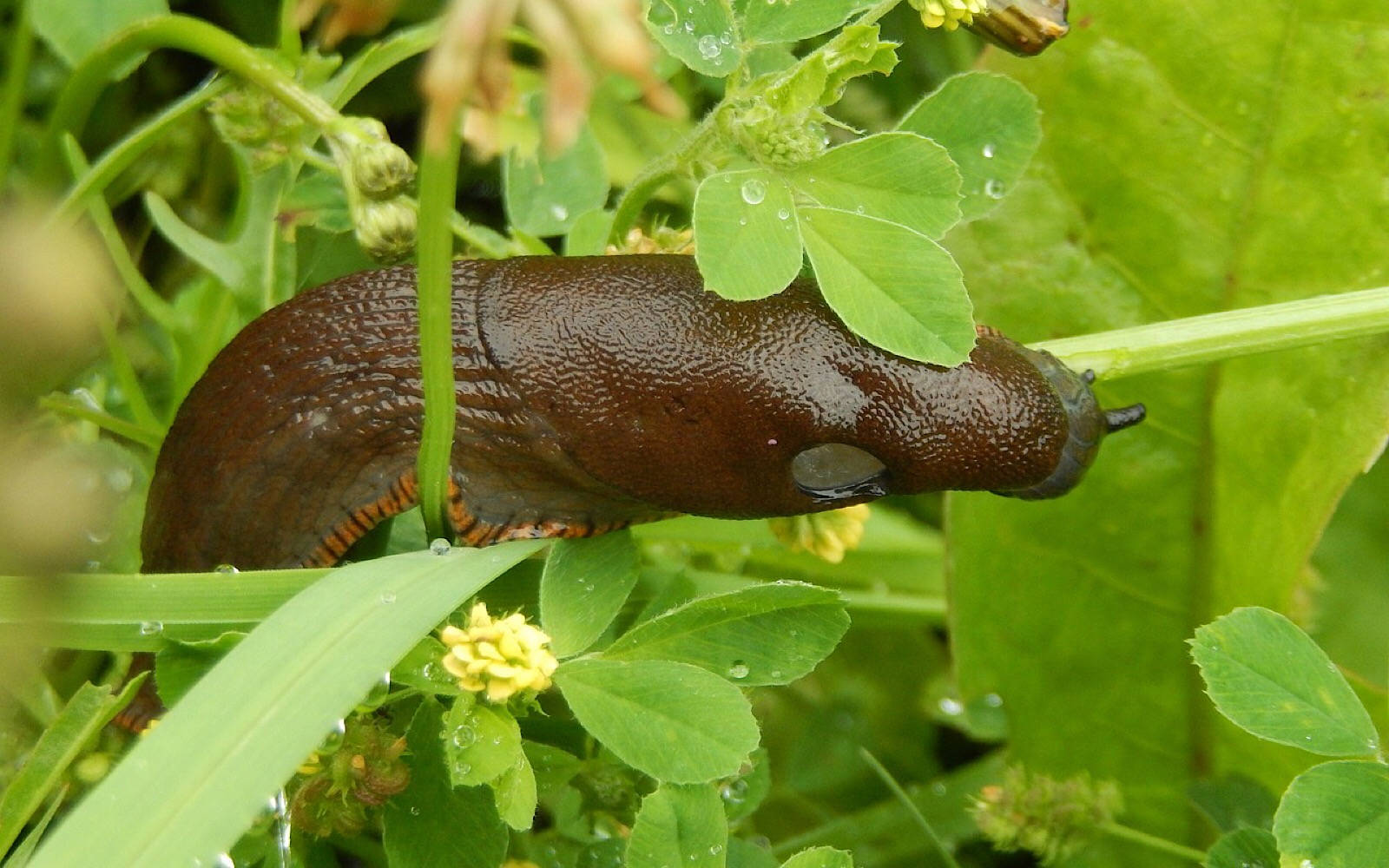 Budapest Black Slug Loping Around Plants Wallpaper