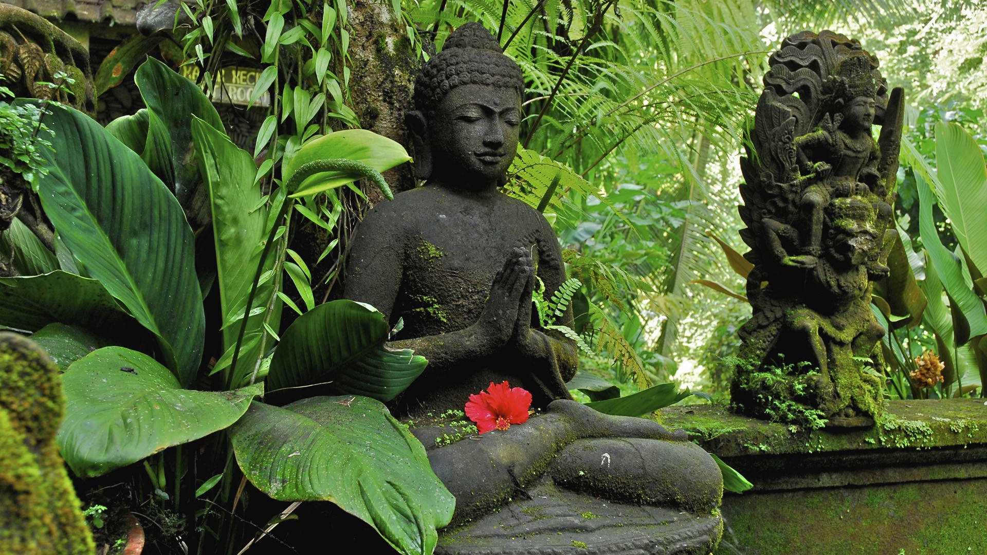 Buddhaskrivbordsbakgrund Med Frodiga Löv. Wallpaper