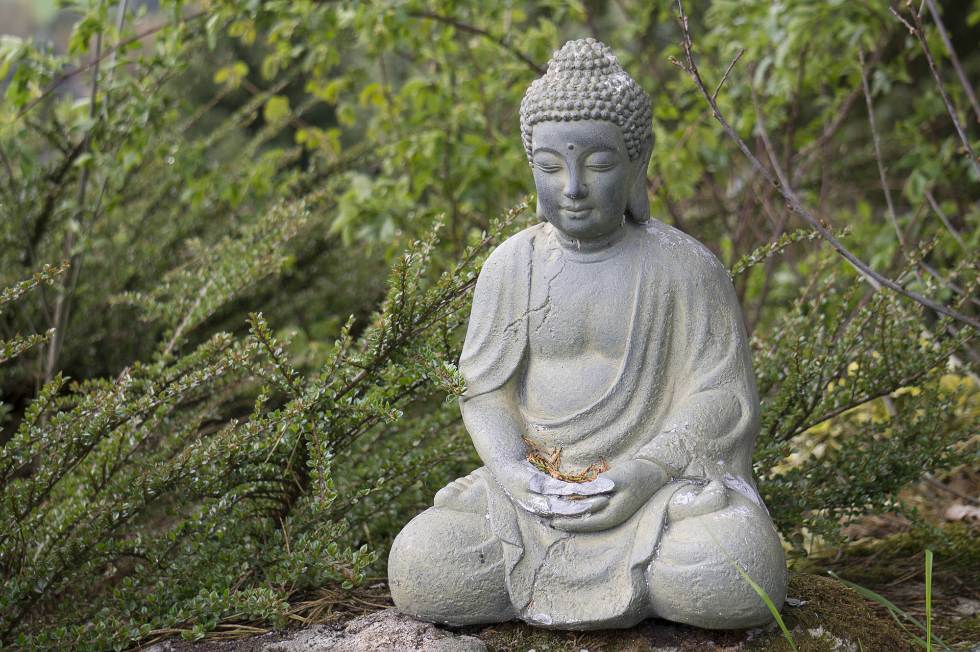 Buddha Desktop With Long-Stemmed Plants Wallpaper