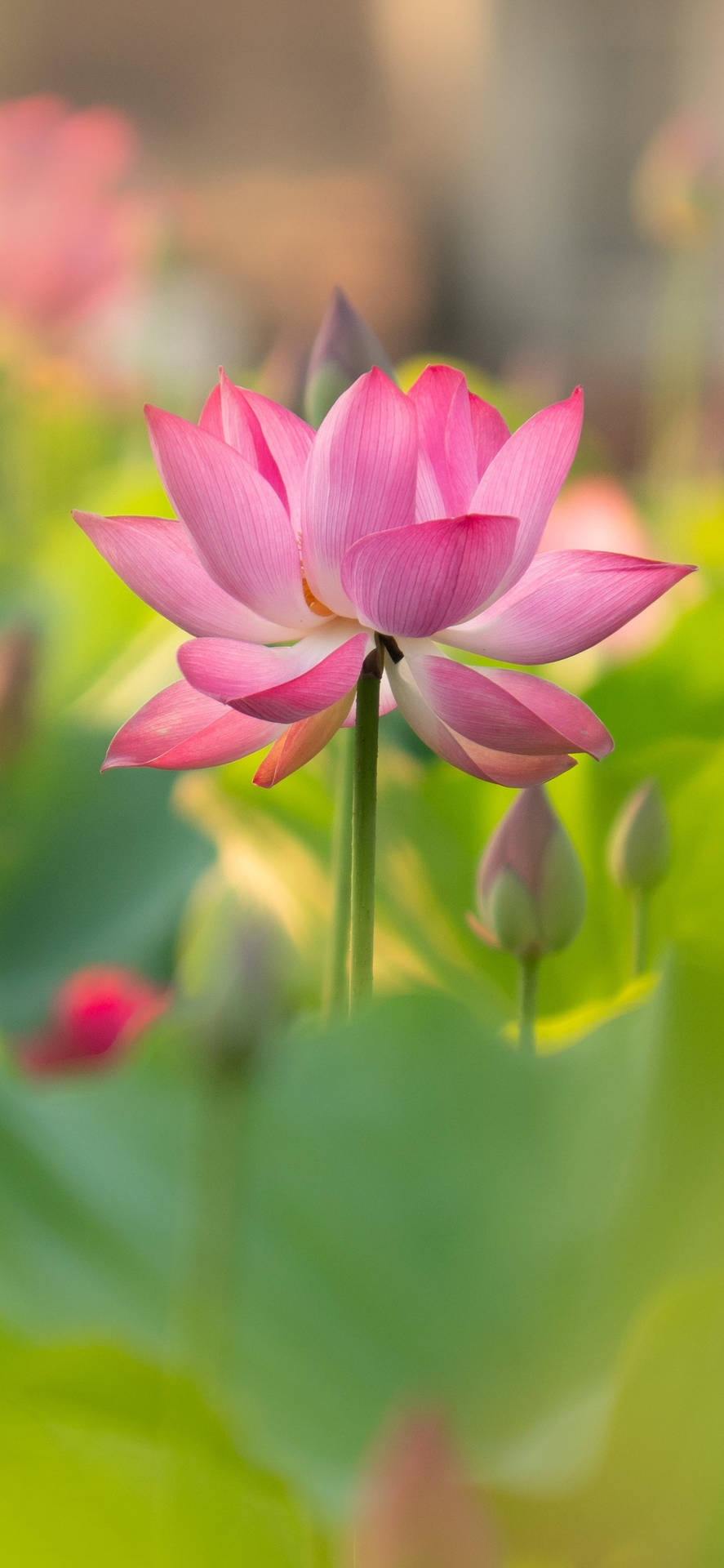 Free Lotus Flower Wallpaper Downloads, [200+] Lotus Flower Wallpapers for  FREE 