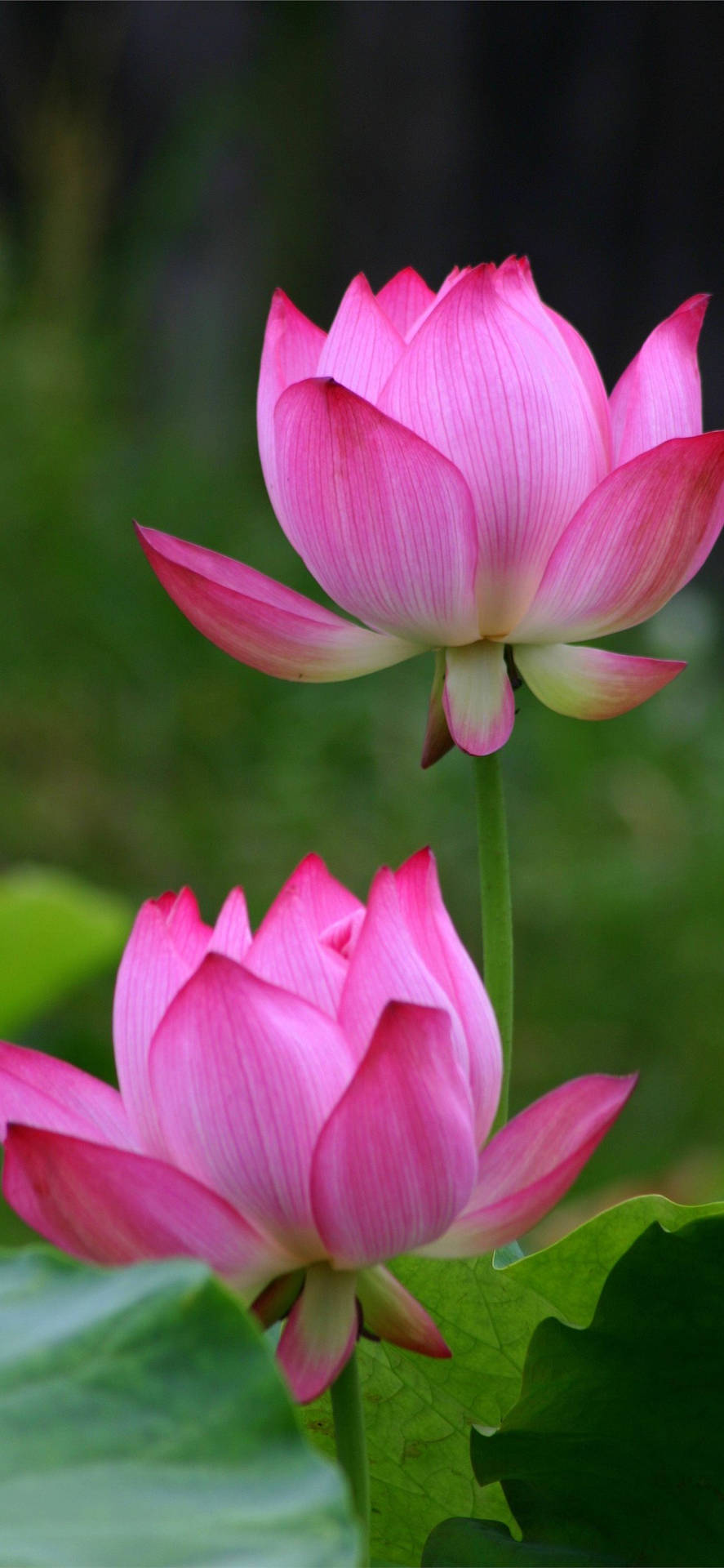 Estéticade Flores De Loto En Budín. Fondo de pantalla