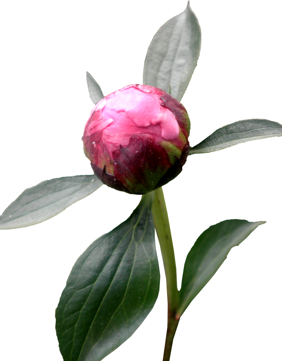 Budding Peony Flower PNG