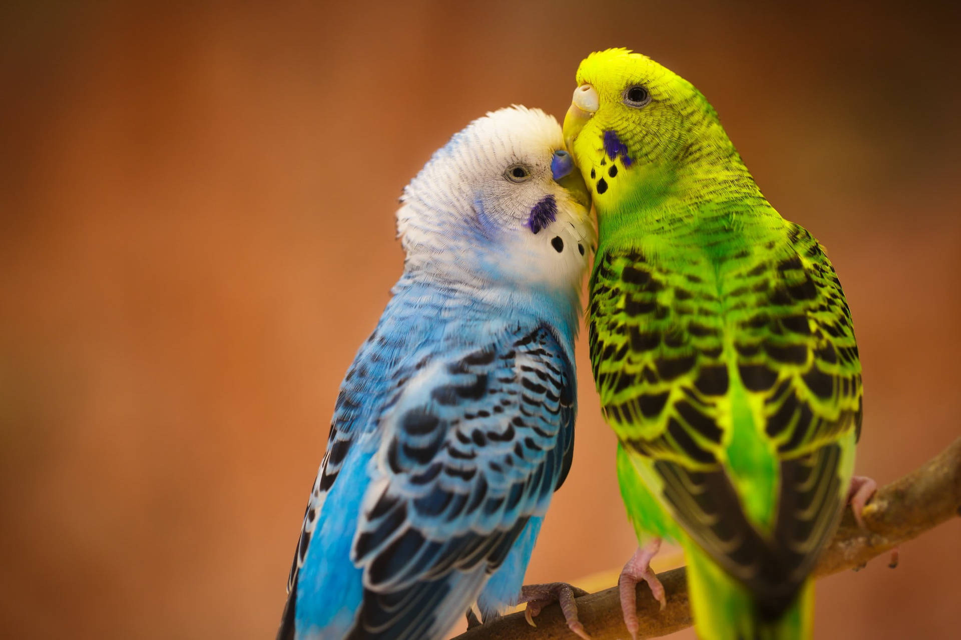Budgerigar Love Birds Cuddle Wallpaper