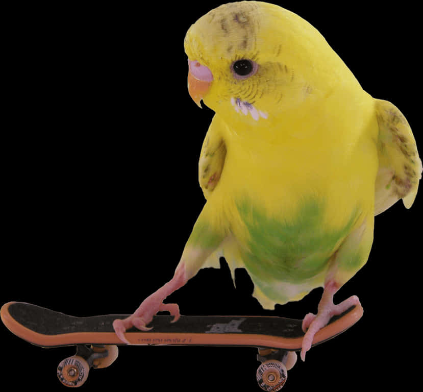 Budgie Skateboard Trick PNG