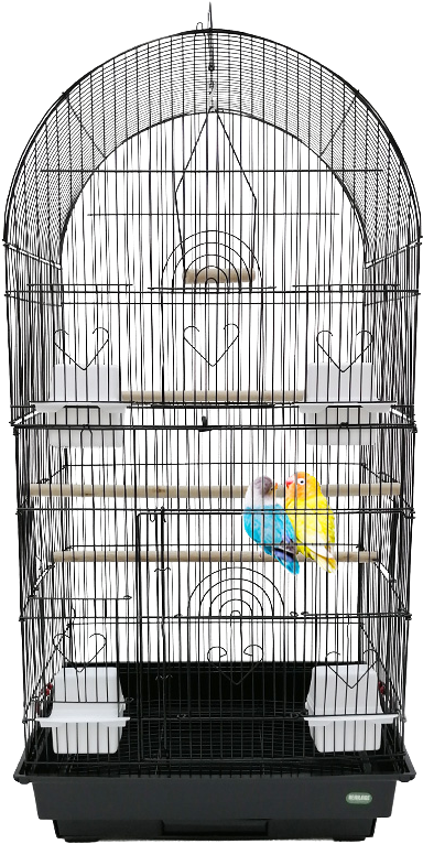 Budgiein Cage Home PNG