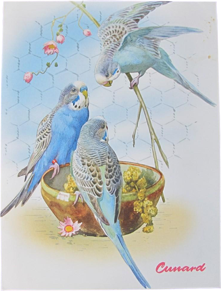 Budgies Enjoying Meal Vintage Illustration PNG