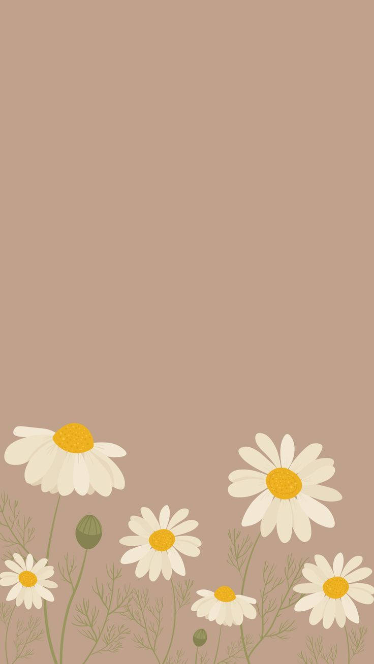 Bud og fuld blomst Daisy iPhone tapet Wallpaper