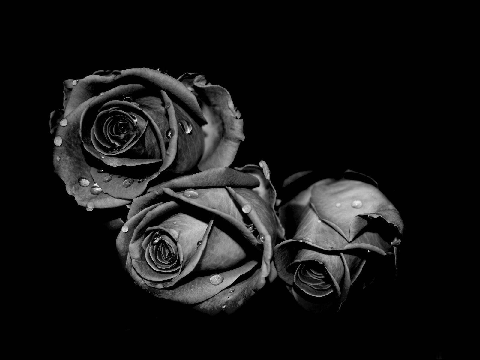 Brotesde Flores De Rosas Negras Y Blancas Fondo de pantalla