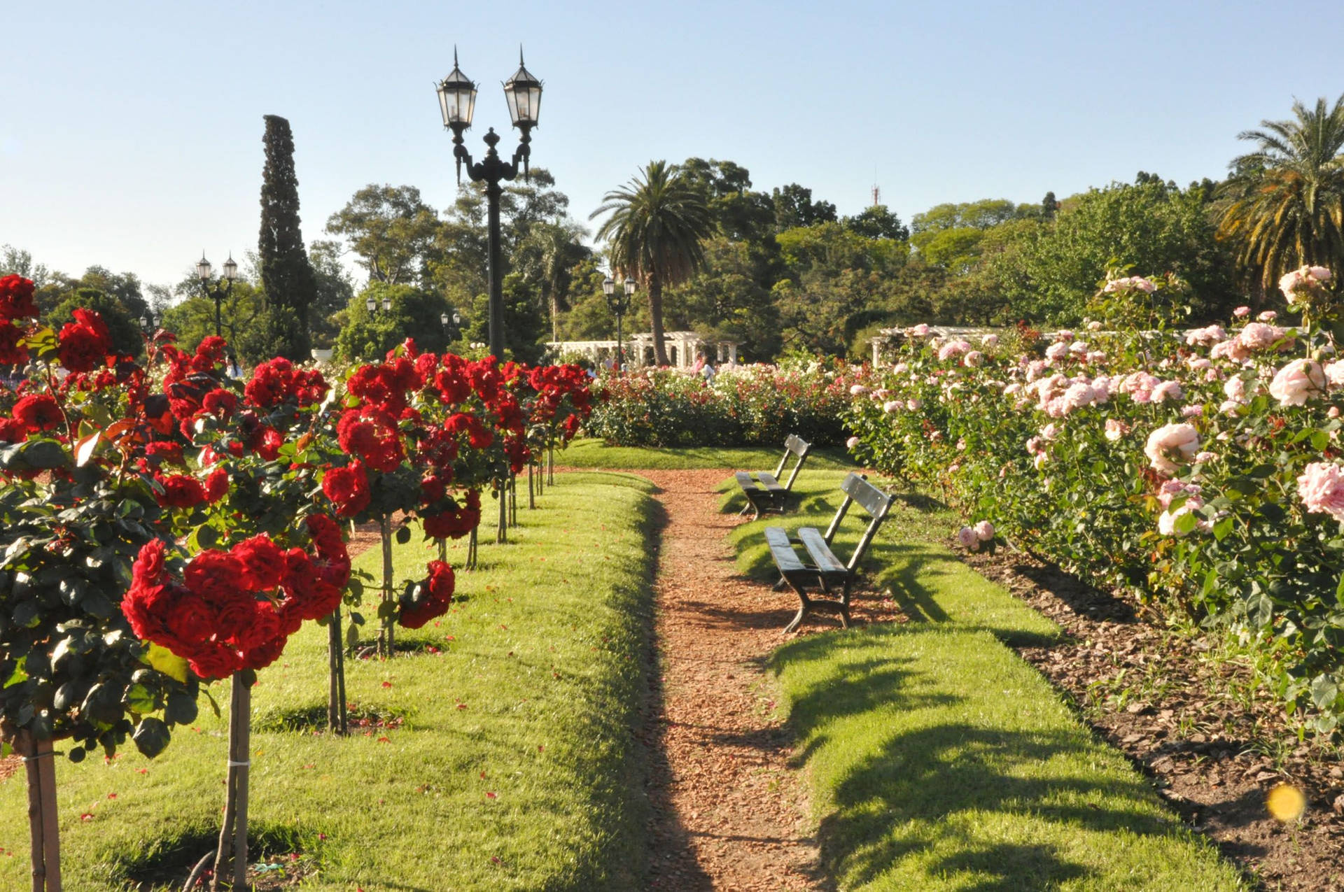 Buenosaires Palermo Park Rose Garden = Rosenträdgården I Parque Tres De Febrero I Palermo I Buenos Aires. Wallpaper