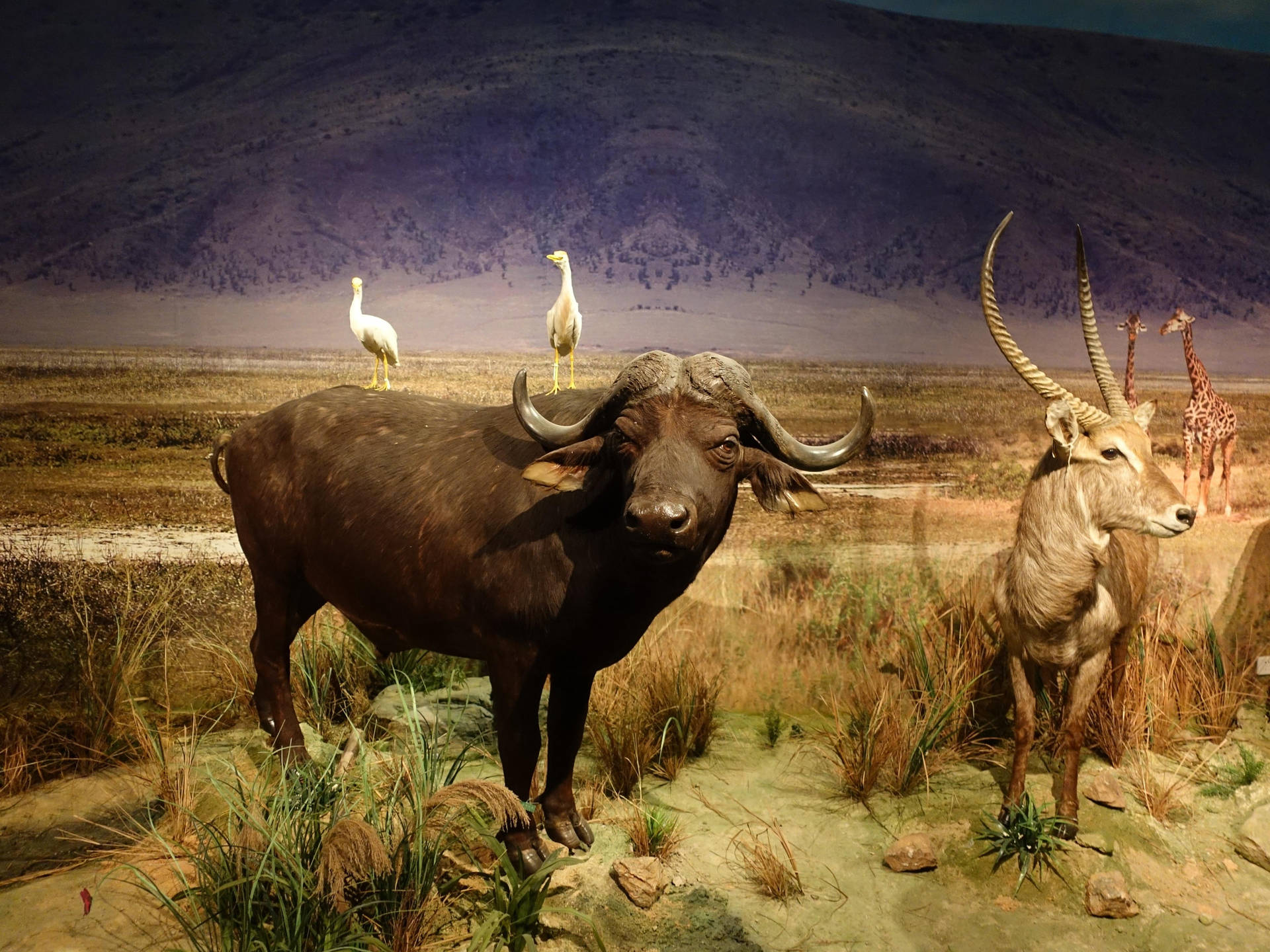Buffalo Og Dyr I Det Vilde Tapet Wallpaper