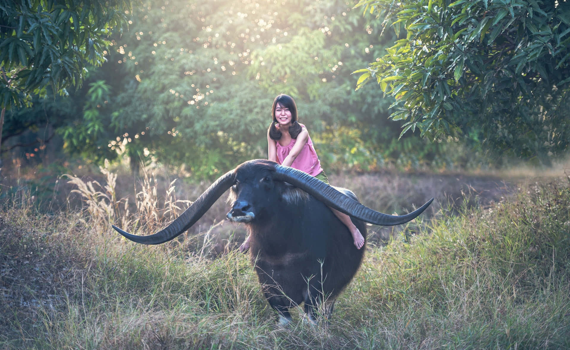 Buffalo Background