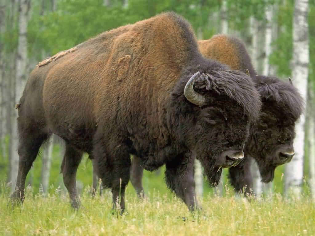 Buffalo Background