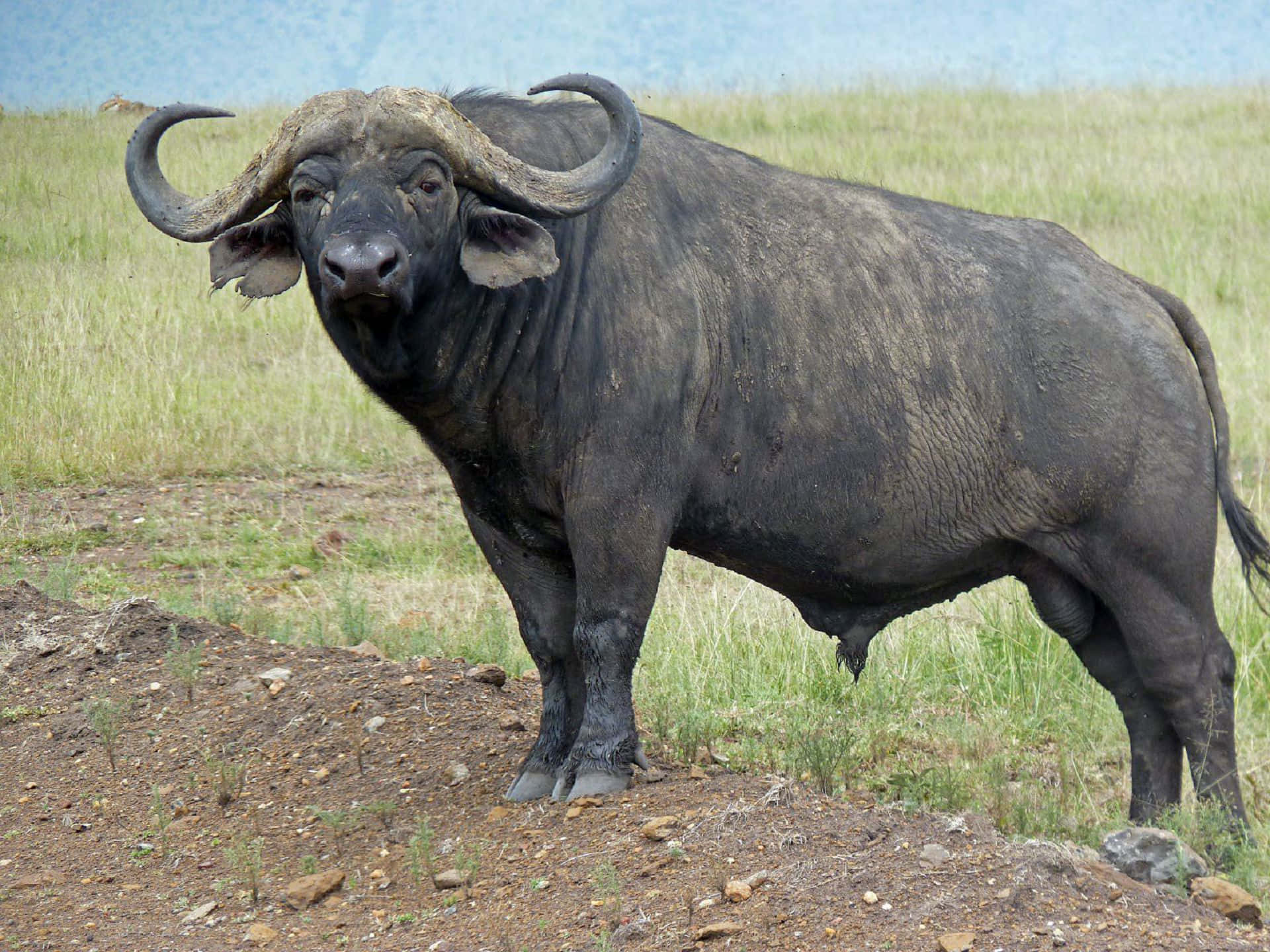 Бизон видео. Бизон Буффало. Африканский бык Буффало. Африканский Бизон. Buffalo Buffalo Buffalo Buffalo Buffalo Buffalo Buffalo Buffalo.