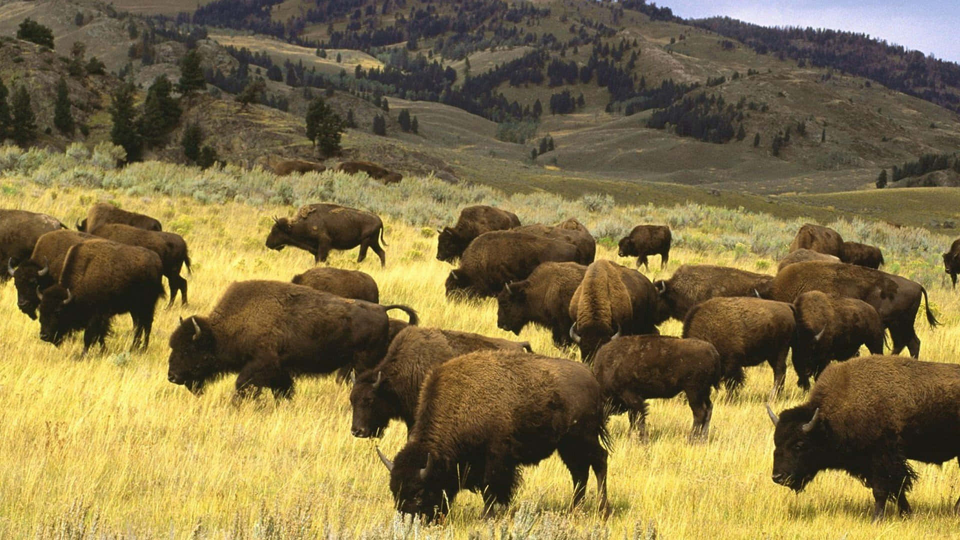 Buffalo Background