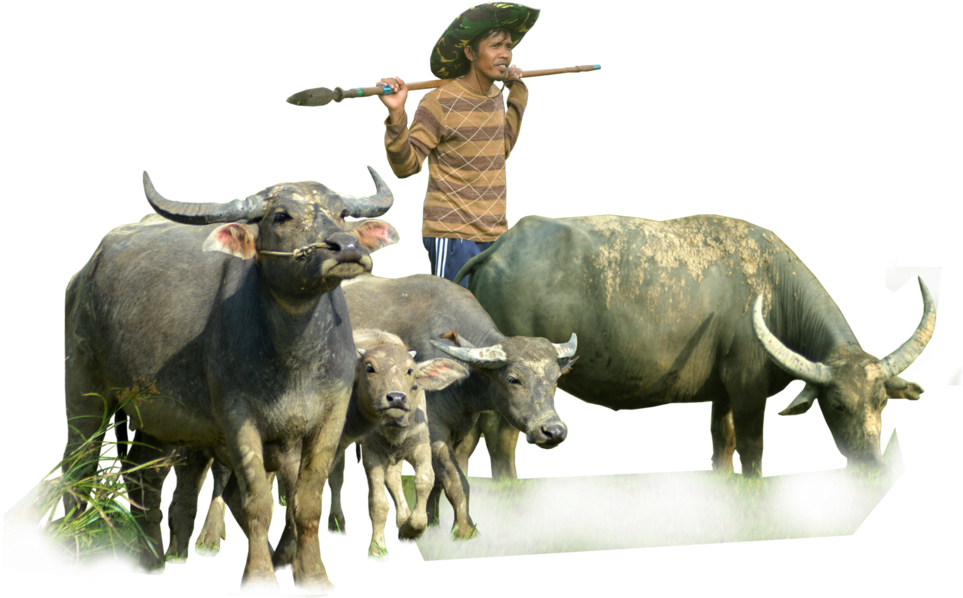 Buffalo Herdwith Farmer PNG